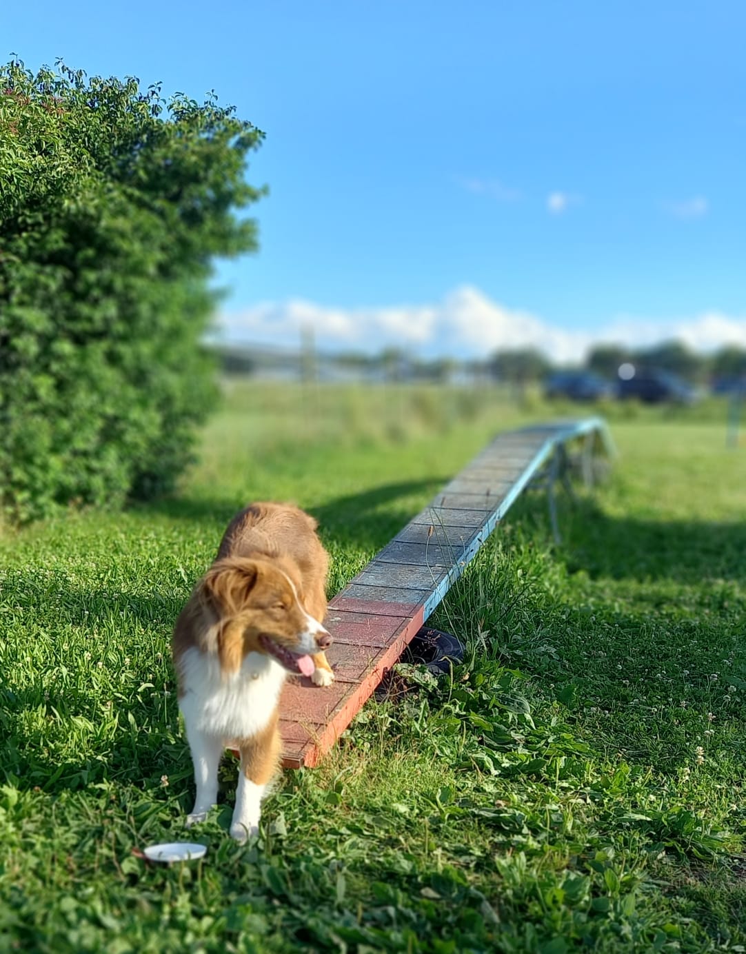 Hundeschule 