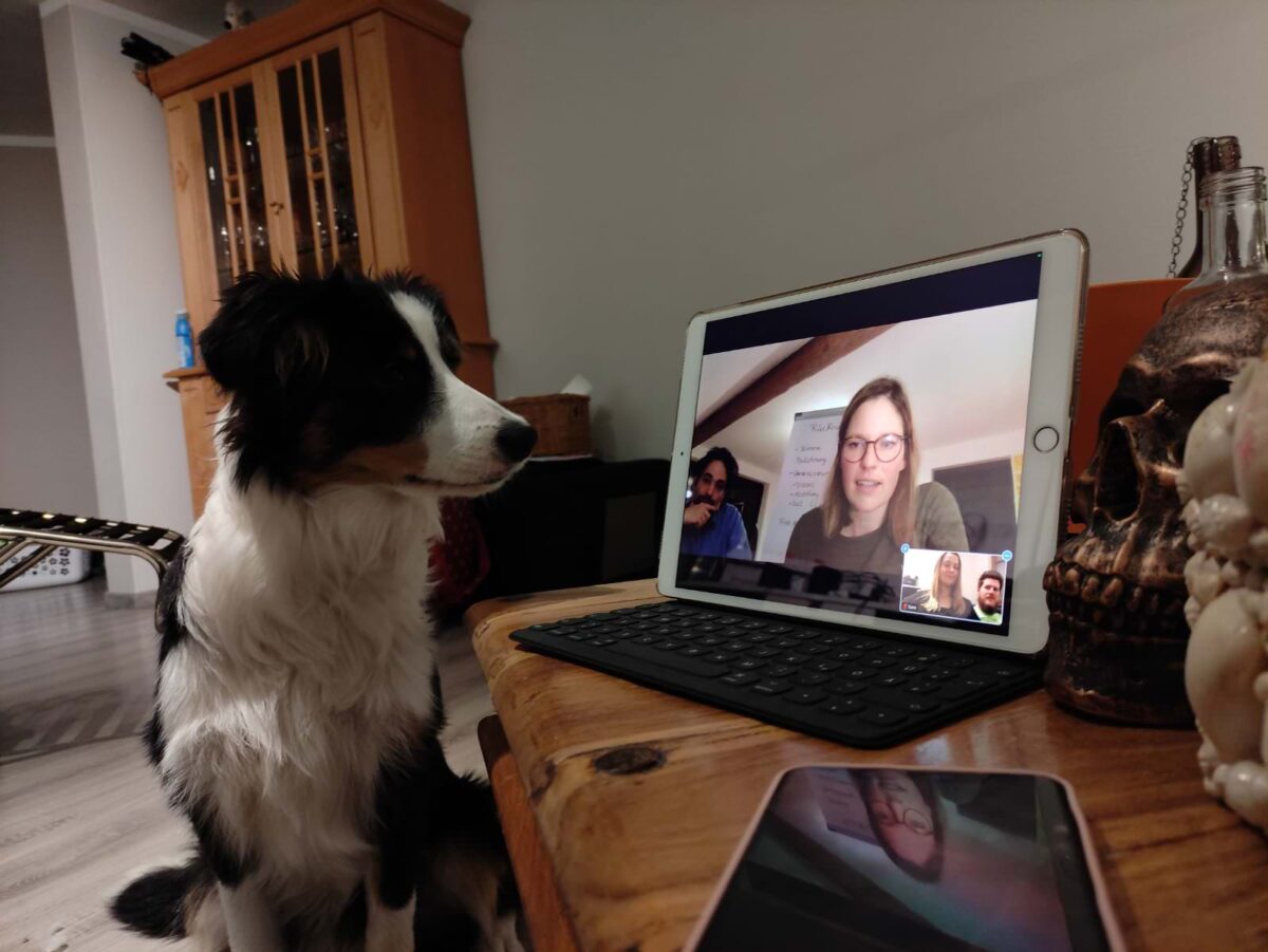 hundeschule-in-ravensburg-online Online Vorträge für Hundewissen