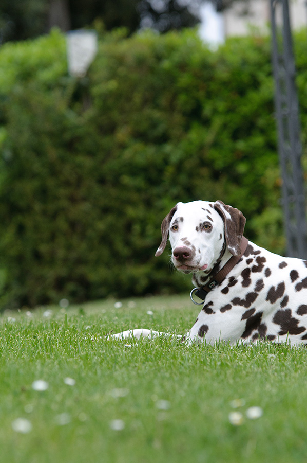 Hundekurs Alltagshund Hundekurs Alltagshund