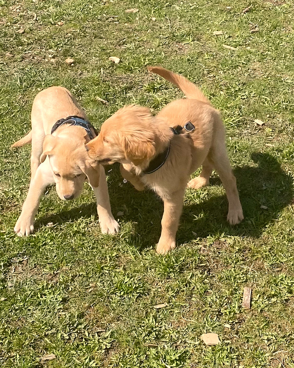 Welpenkurse-Freispiel-Hundeschule-online